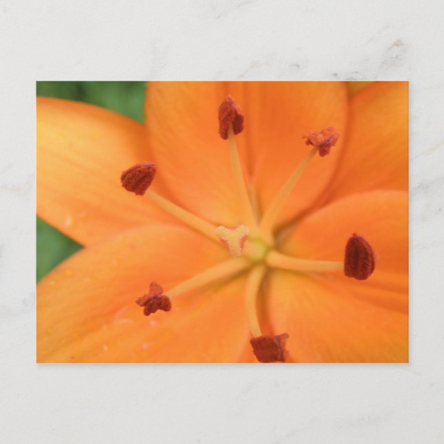 Postal naranja Lily Floral (Anverso)