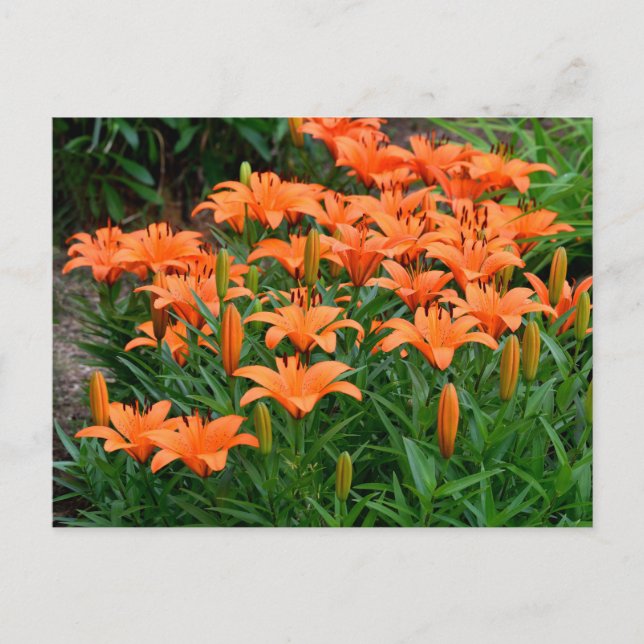 Postal Naranja Lily Flowers (Anverso)