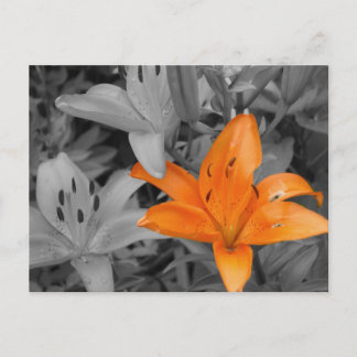 Postal Naranja Lily Hand-Colored
