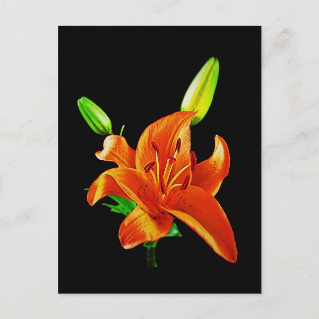 Postal Naranja Lily On Black (Anverso)