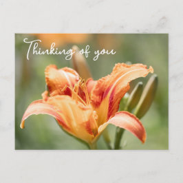 Postal Naranja Lily Pensando En Ti