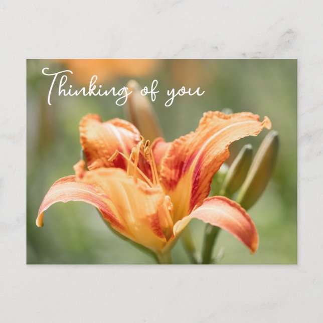 Postal Naranja Lily Pensando En Ti (Anverso)