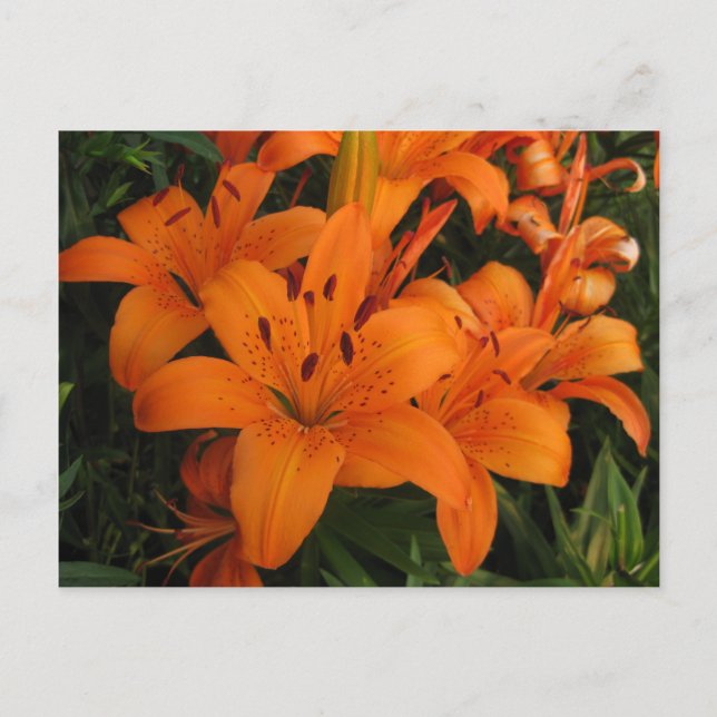 Postal Naranja Lily Postcard (Anverso)