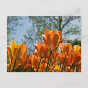 Postal Naranja luminoso Tulips Postcard