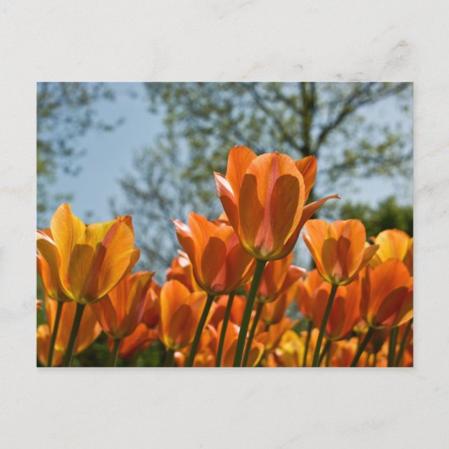 Postal Naranja luminoso Tulips Postcard (Anverso)