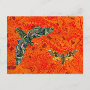 Postal Naranja Marbleth Moth Postcard