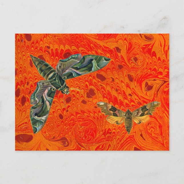 Postal Naranja Marbleth Moth Postcard (Anverso)