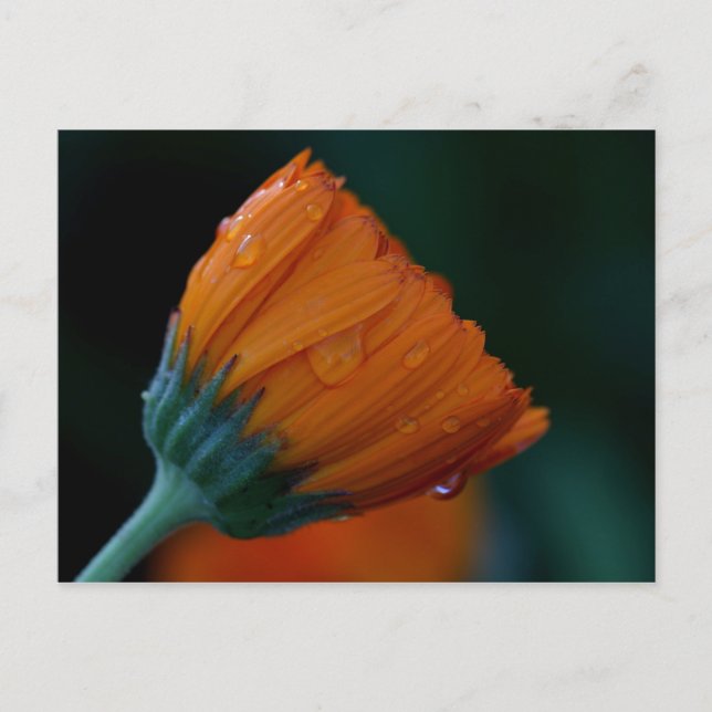 Postal naranja marigold (Anverso)