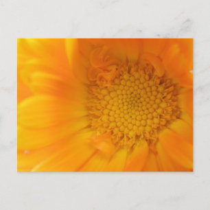 Postal Naranja Marigold Macro Postcard