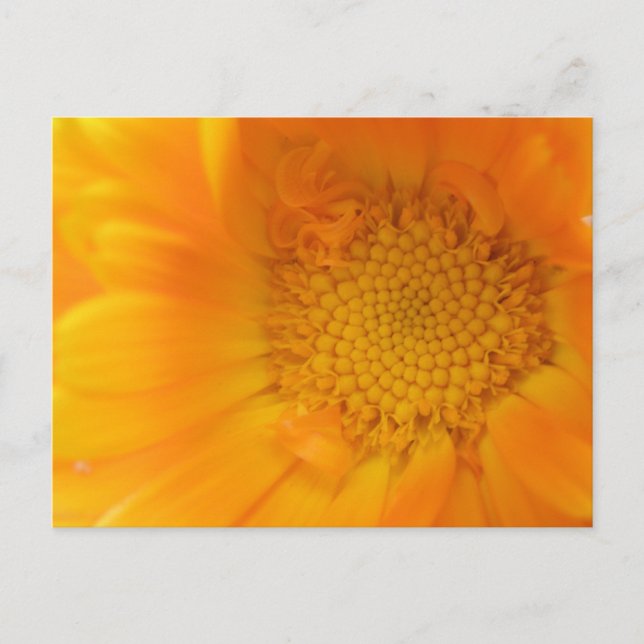Postal Naranja Marigold Macro Postcard (Anverso)