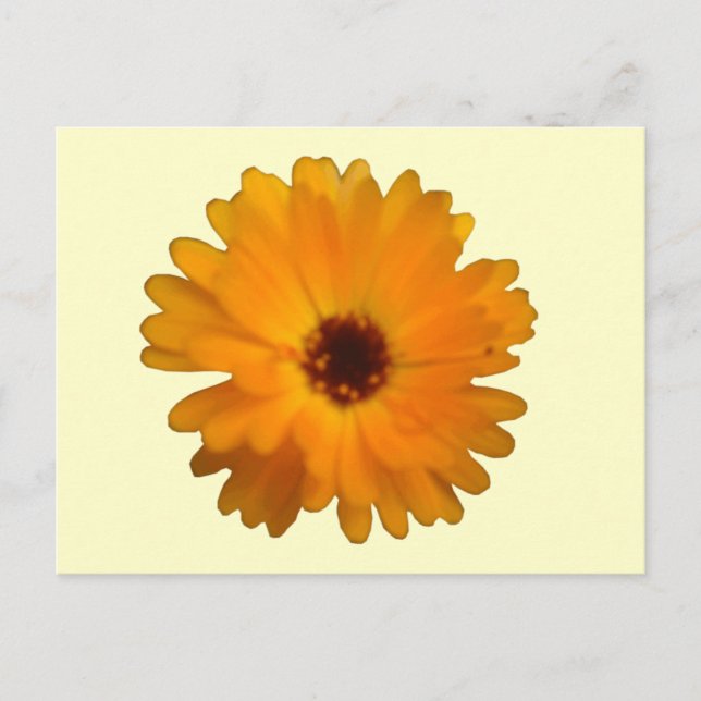 Postal Naranja Marigold Postcard (Anverso)