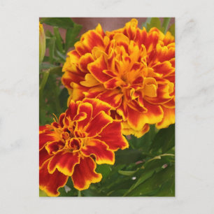 Postal Naranja Marigolds Garden Photo