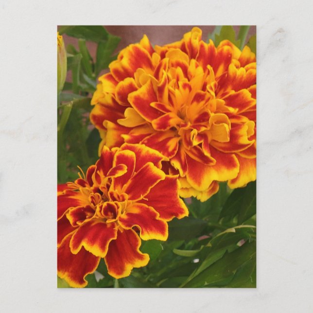 Postal Naranja Marigolds Garden Photo (Anverso)
