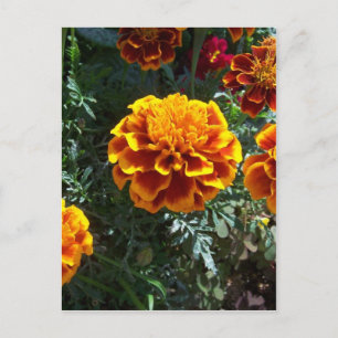 Postal Naranja Marigolds Vertical