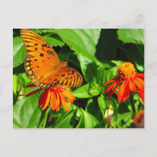Postal Naranja mariposa arriba