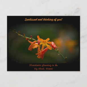 Postal Naranja Montbretia Flower