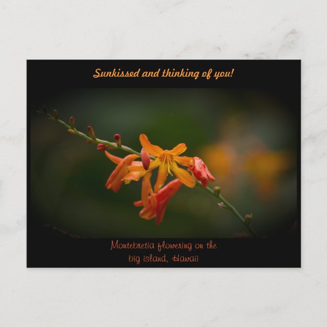 Postal Naranja Montbretia Flower (Anverso)