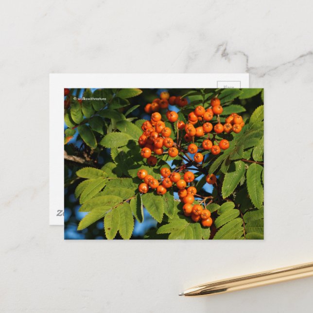 Postal Naranja Mountain Ash Rowan Berries (Anverso/Reverso In Situ)