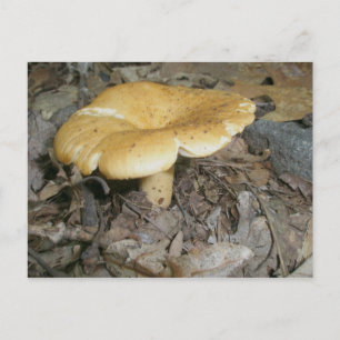 Postal Naranja Mushroom Postcard
