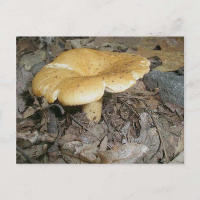 Postal Naranja Mushroom Postcard (Anverso)