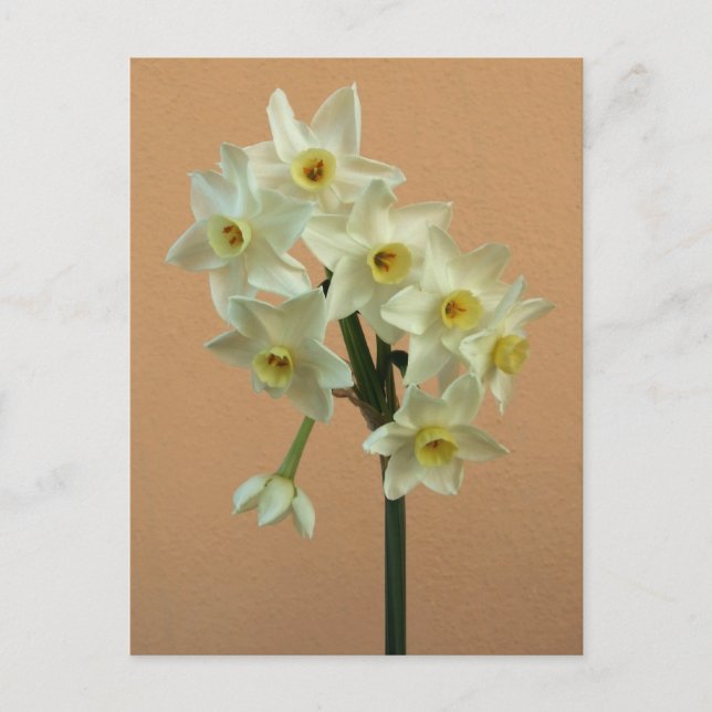Postal Naranja Narcissus Postcard (Anverso)