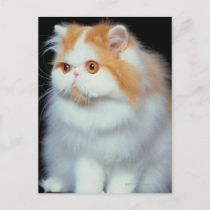 Postal Naranja Oído y Corto Gato