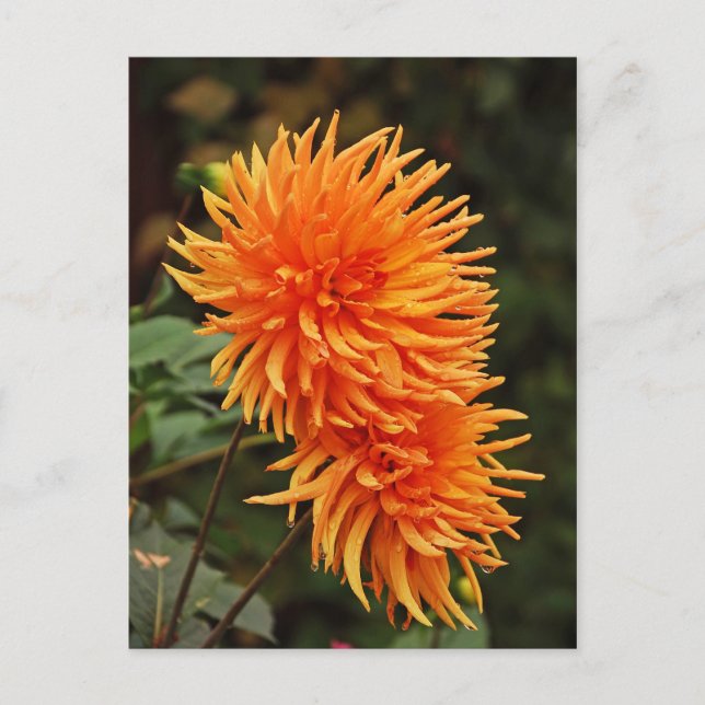 postal naranja otoño dahlia (Anverso)
