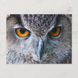Postal Naranja Owl Eyes
