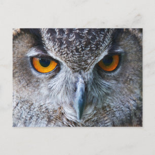 Postal Naranja Owl Eyes