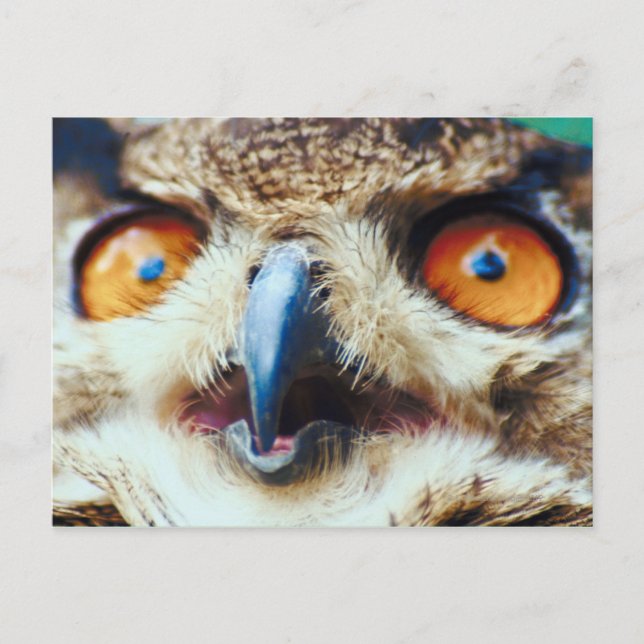 Postal Naranja Oyed Owl (Anverso)