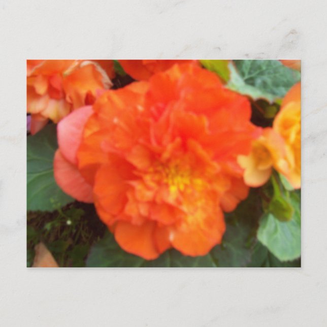 Postal Naranja Peony (Anverso)