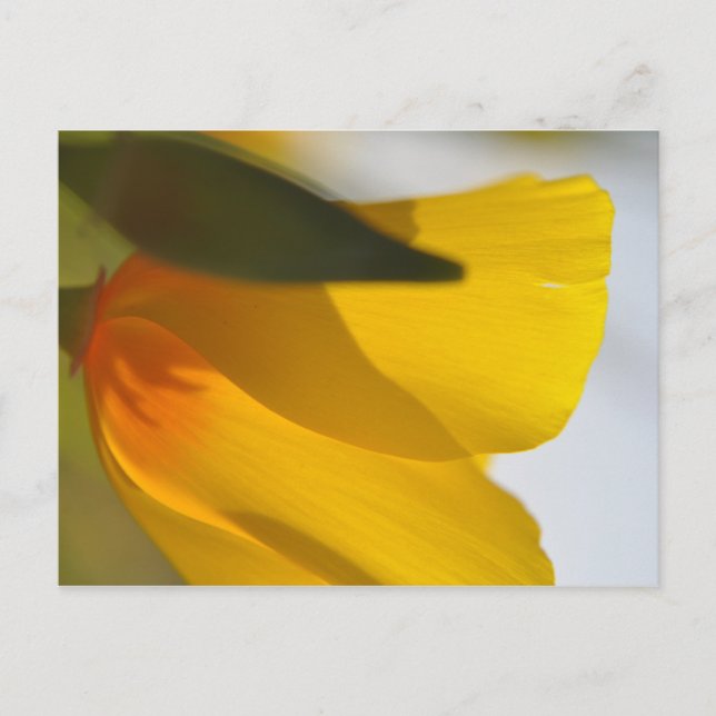 Postal Naranja Poppy (Anverso)