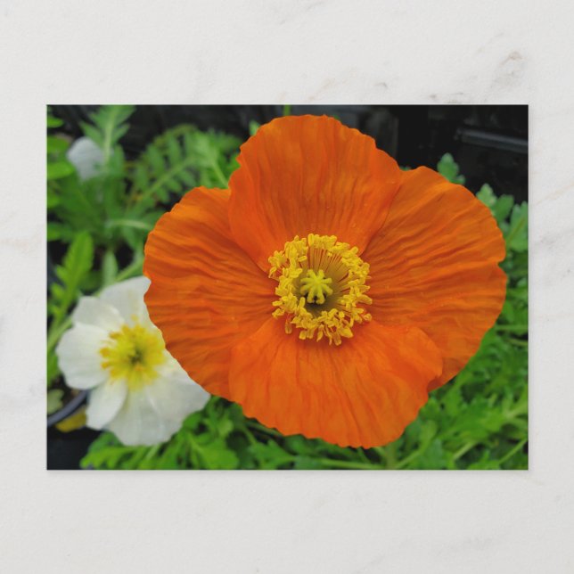 Postal Naranja Poppy (Anverso)