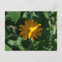 Naranja Pot Marigold Flor (Calendula officinalis)