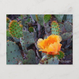 Postal Naranja Pricky Pear Cactus Flor Flor