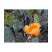 Naranja Pricky Pear Cactus Flor Flor
