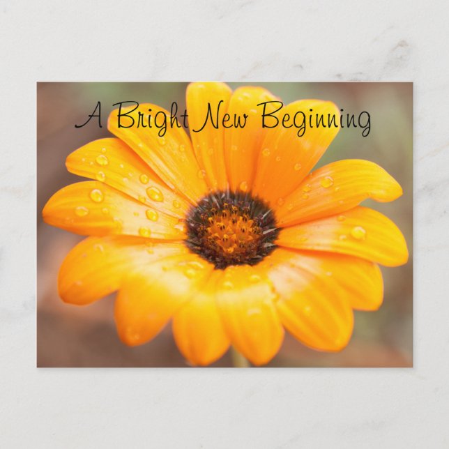 Postal Naranja Primavera Flash Daisy Close-Up Personaliza (Anverso)