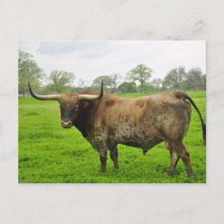 Postal Naranja quemado de Texas Longhorn Steer
