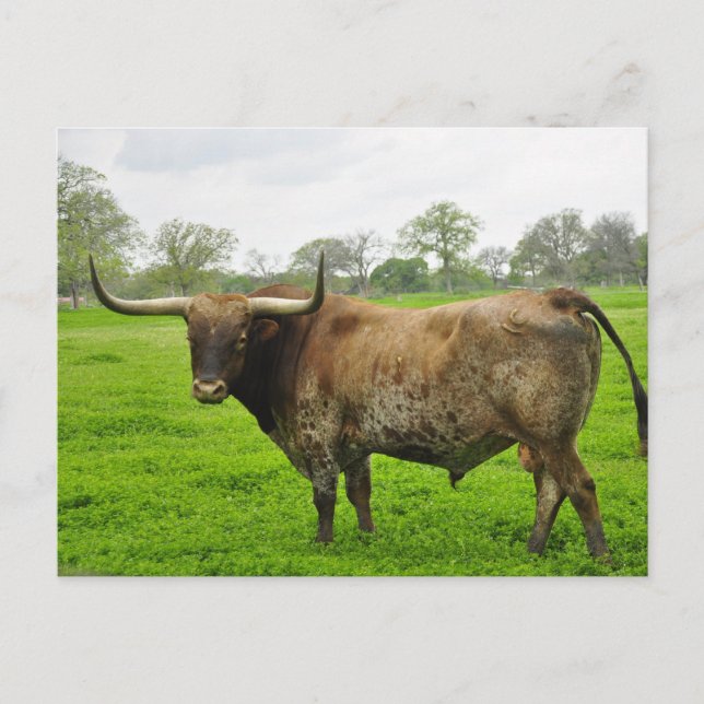 Postal Naranja quemado de Texas Longhorn Steer (Anverso)