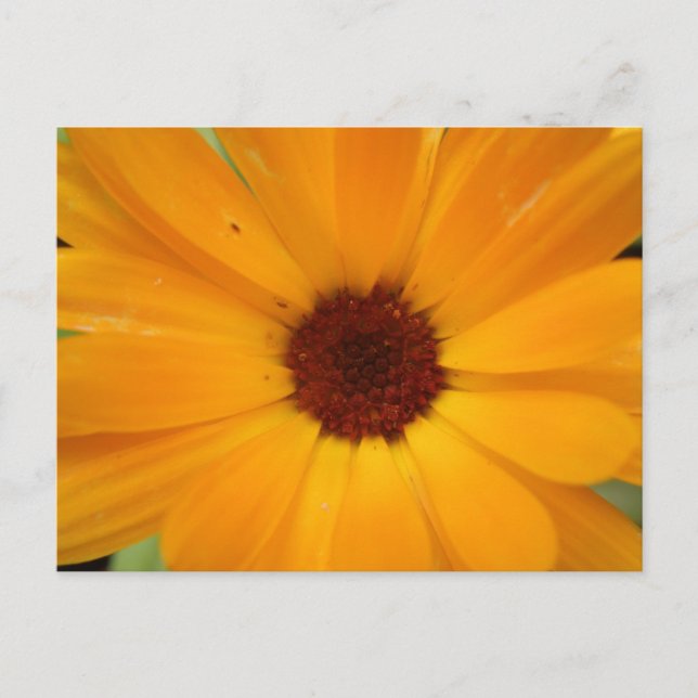 Postal Naranja Rain Daisy Postcard (Anverso)