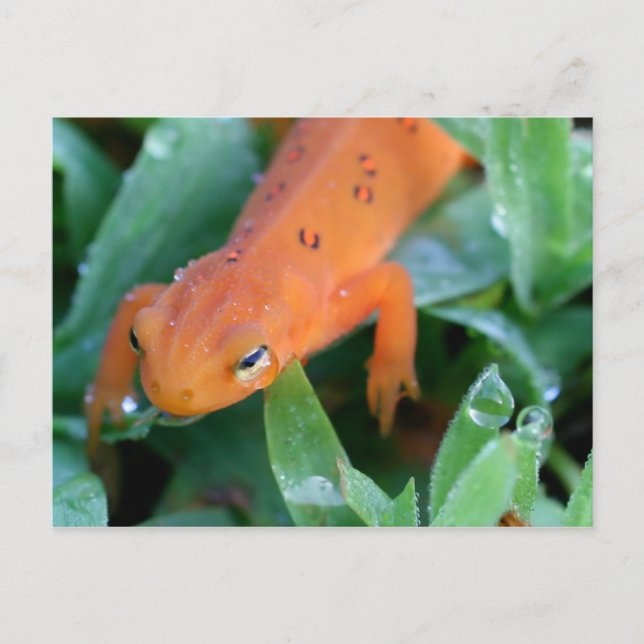 Postal Naranja Red Eft Salamander Naturaleza (Anverso)