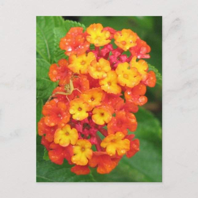 Postal Naranja-Red Lantana (Anverso)