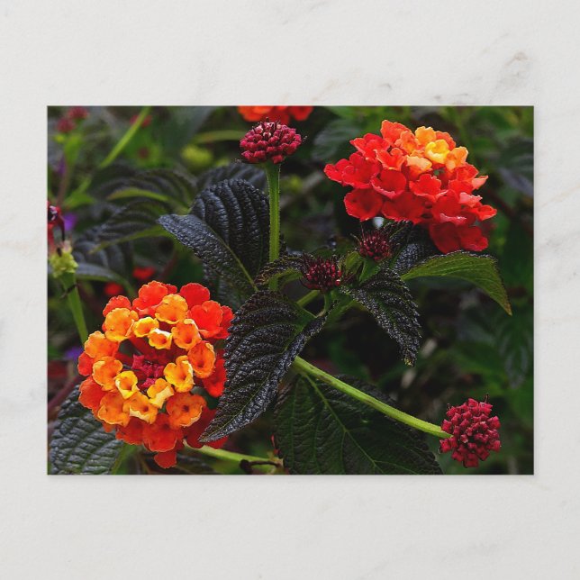 Postal Naranja Red Trailing Lantana #1 Postcard (Anverso)