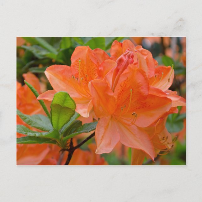Postal Naranja Rhododendron Lemonara Flores Postcard (Anverso)
