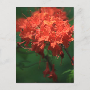 Postal Naranja Rhododendron Postcard