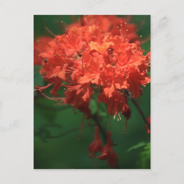 Postal Naranja Rhododendron Postcard (Anverso)