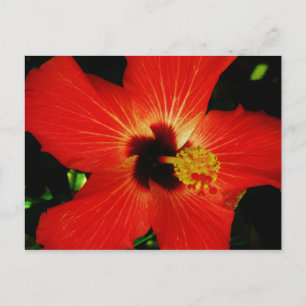 Postal Naranja rojo brillante Hibiscus Flower