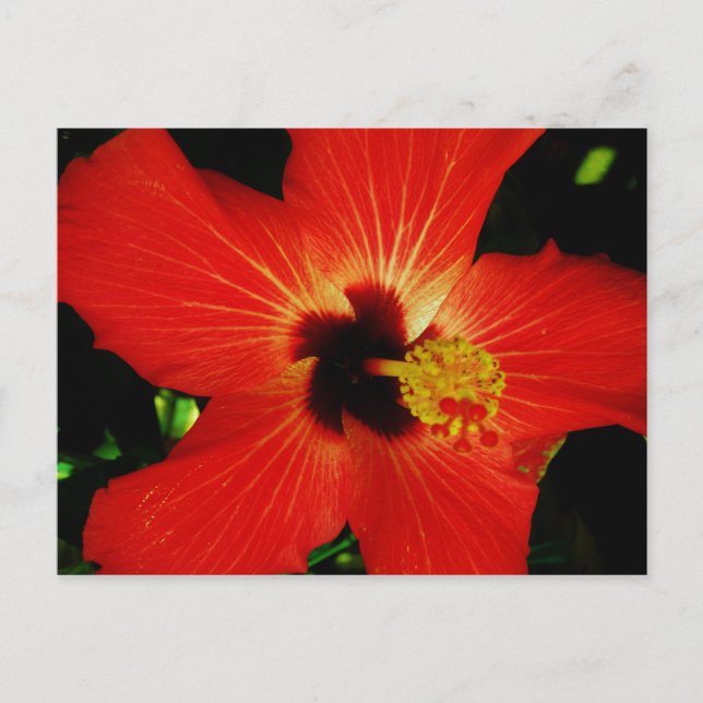Postal Naranja rojo brillante Hibiscus Flower (Anverso)