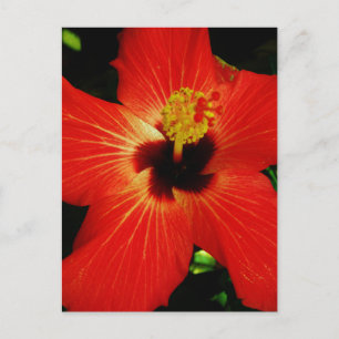 Postal Naranja rojo brillante Hibiscus Flower