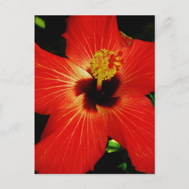 Postal Naranja rojo brillante Hibiscus Flower (Anverso)